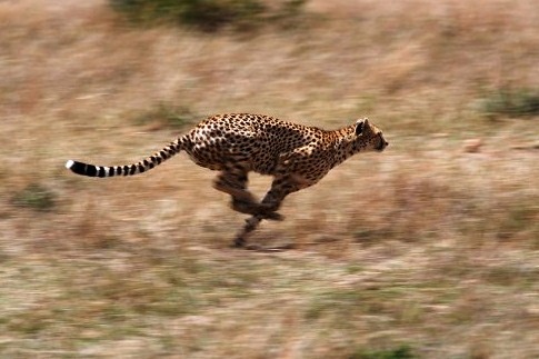 Cheetah-greatest fast runner - Running cheetah