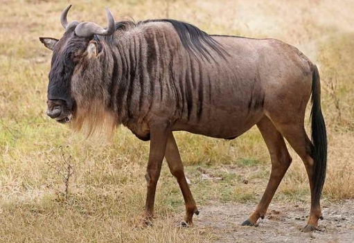 Wildebeest-amazing runner - Great runner