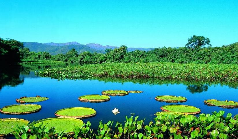 Brazil - Pantanal