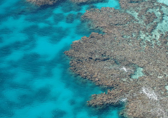 Great Barrier Reef - Coral view