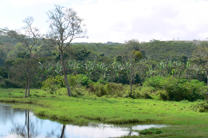 Colombia - Greenish landscape