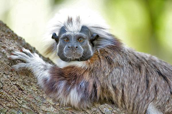 Colombia - Rare species 