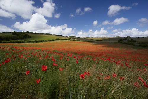 France - Greenish setting