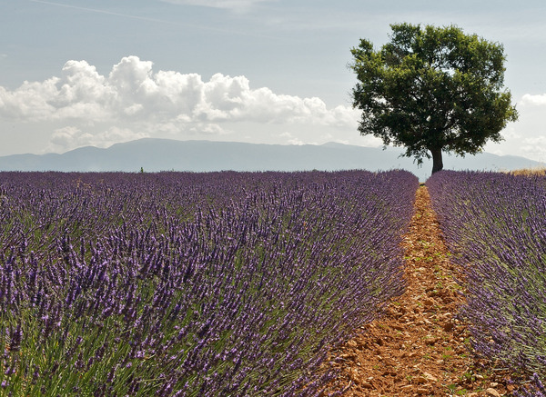 France - Verdant landscape