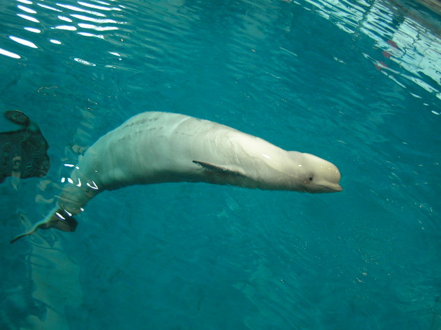 beluga whale. Shedd Aquarium - Beluga Whale