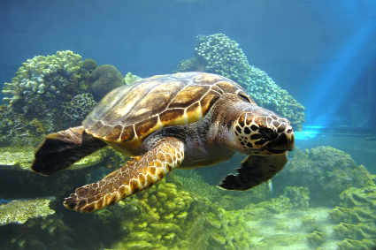 Shedd Aquarium - Sea Turtle