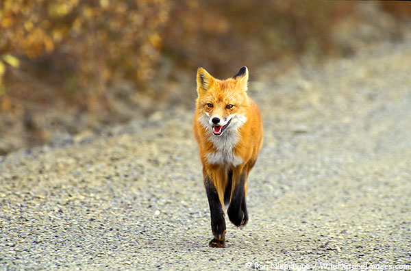 Denali National Park, Alaska - Red Fox