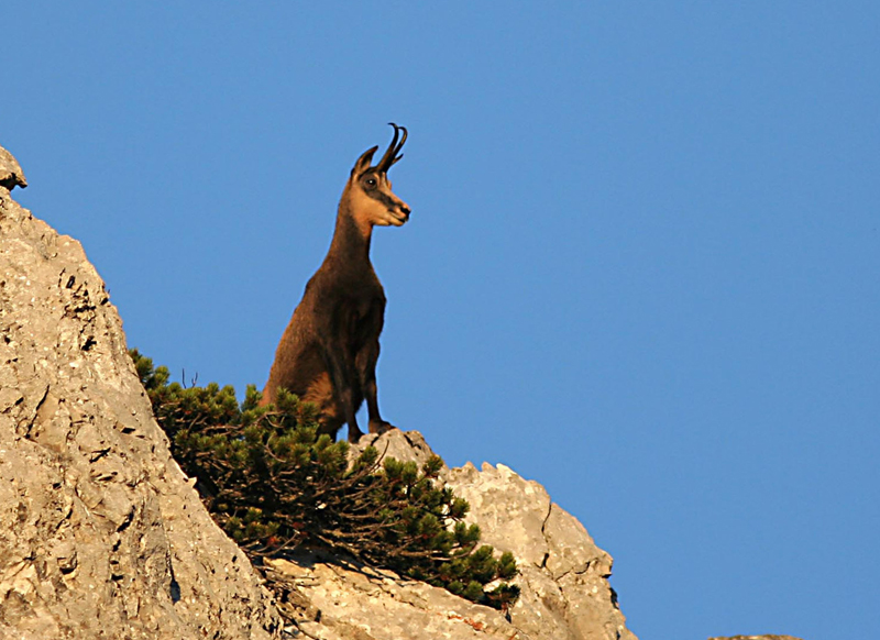 Berchtesgaden National Park, Germany - A beautiful chamois in the park