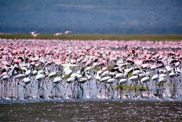 Lake Nakuru in Kenya - Flamingos at Lake Nakuru