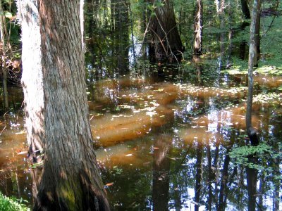 Manchac Swamp - "Ghost swamp"