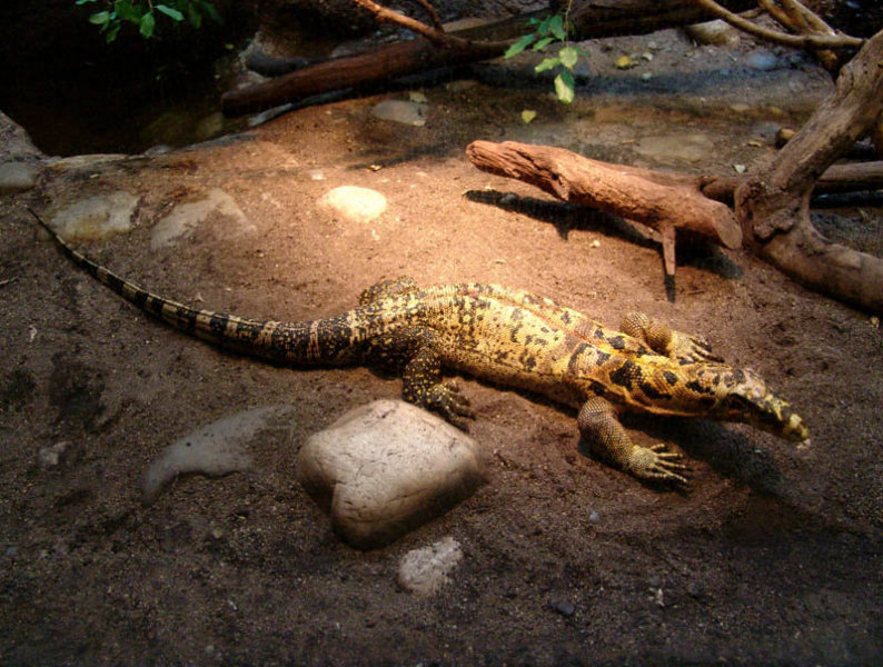 Basel Zoo in Switzerland - Varanus