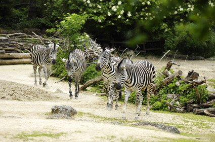 Basel Zoo in Switzerland - Zebras