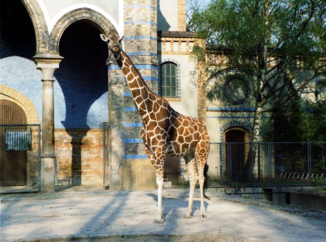 Berlin Zoological Garden, Germany - Giraffe