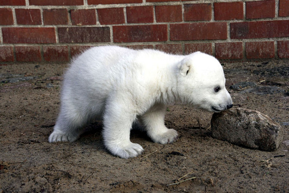 Berlin Zoological Garden, Germany - Knut, the local star