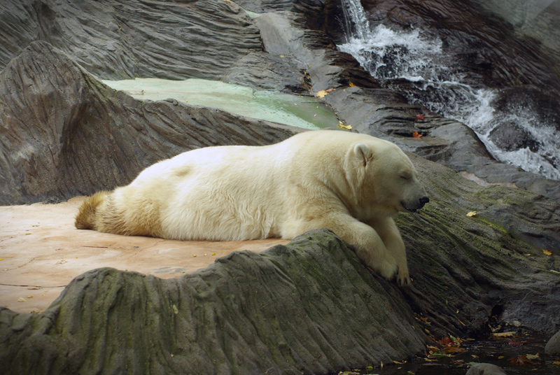 Prague Zoological Garden, Czech Republic - Bear at the Prague Zoo