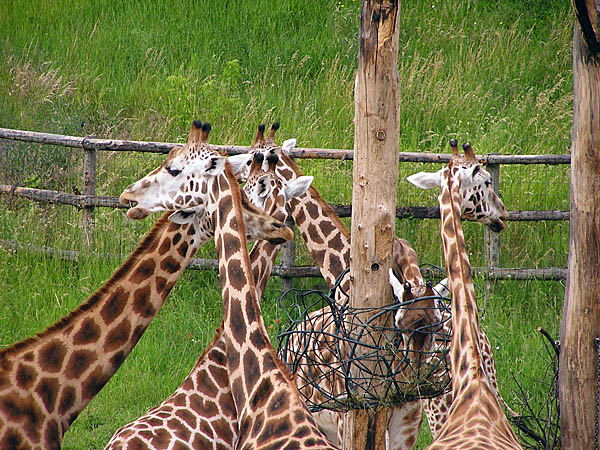 Prague Zoological Garden, Czech Republic - Giraffes at Prague Zoo