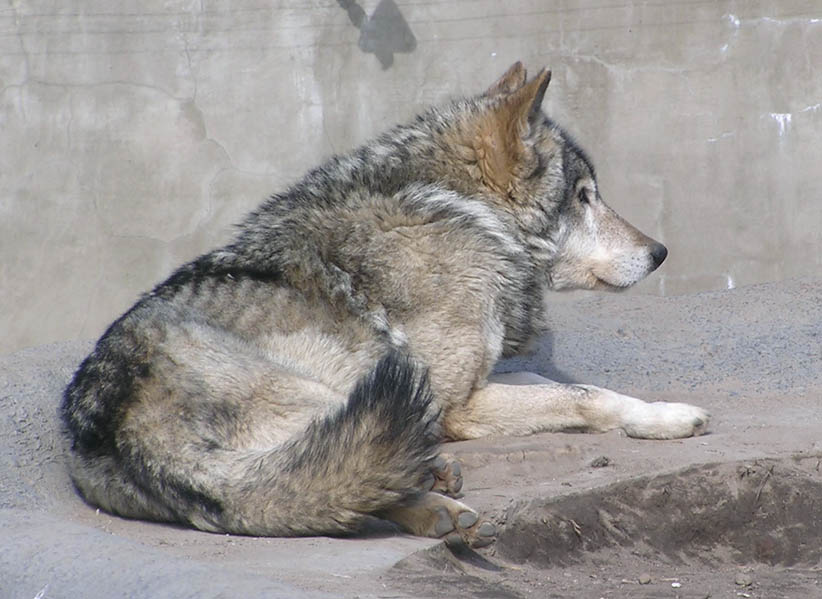 Moscow Zoological Garden, Russia - Wolves