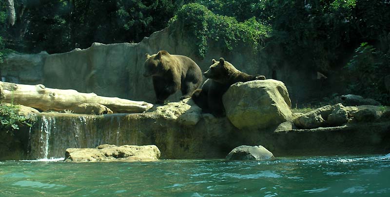 Rome Zoological Garden, Italy - Bears at the Rome Zoo
