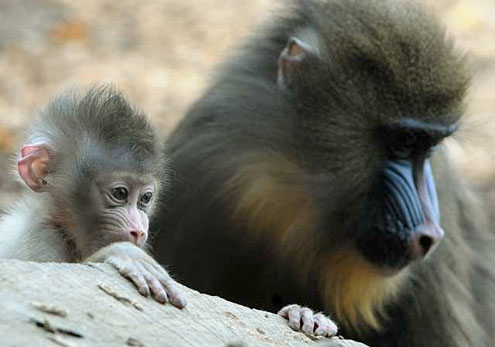 Rome Zoological Garden, Italy - Mandrill