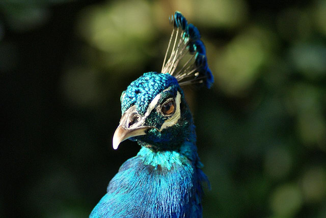 Rome Zoological Garden, Italy - Zoo view