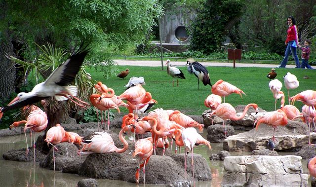 Madrid Zoo & Aquarium - Flamingos