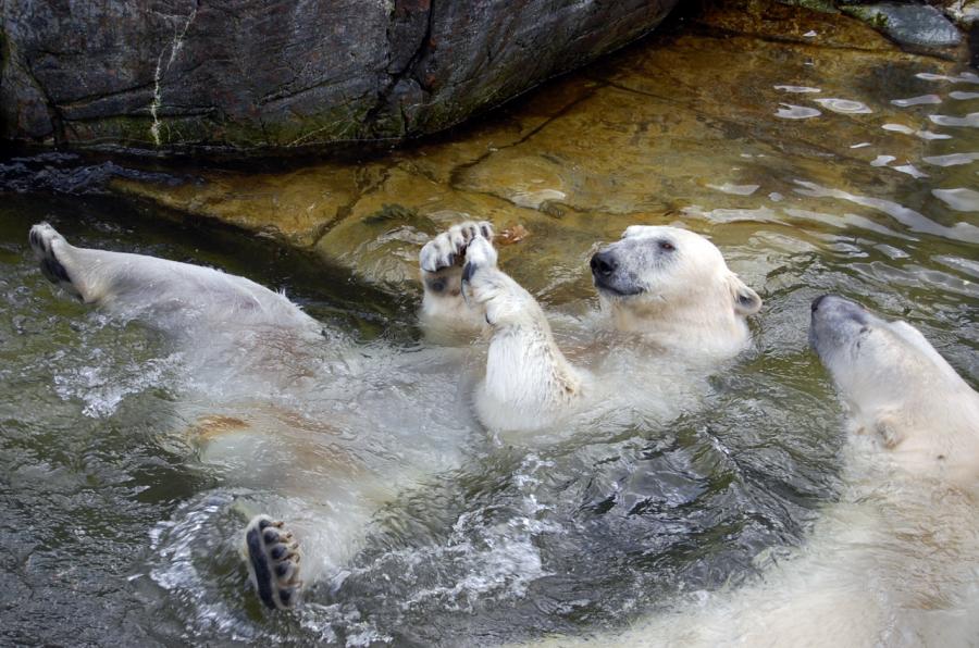 Copenhagen Zoological Garden in Denmark - Polar Bear