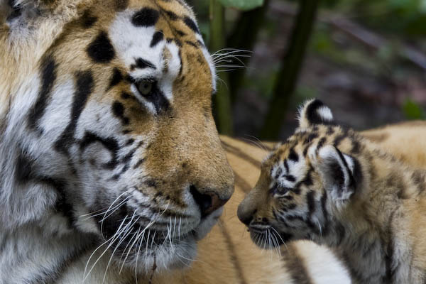 Copenhagen Zoological Garden in Denmark - Tigers