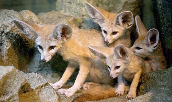 Krakow Zoological Garden - Fennex Fox