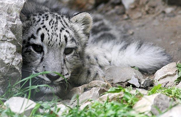 Krakow Zoological Garden - Snow leopard