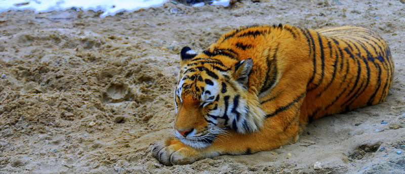Krakow Zoological Garden - Tiger