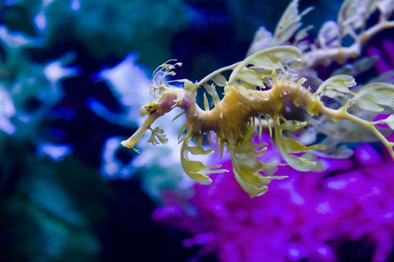 Leafy Sea Dragon - Beautiful creature