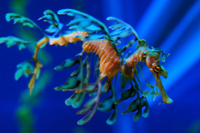 Leafy Sea Dragon - Impressive creature