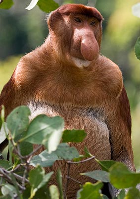 Proboscis Monkey - General view
