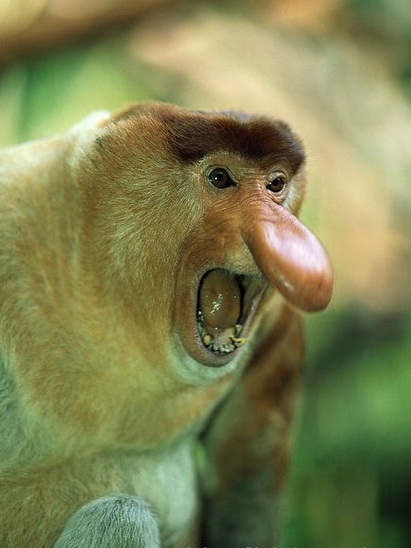 Proboscis Monkey - Profile picture