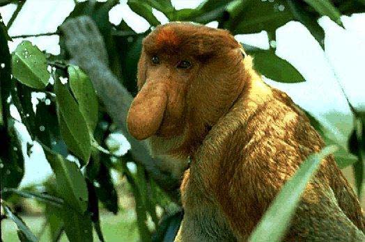 Proboscis Monkey - Profile view