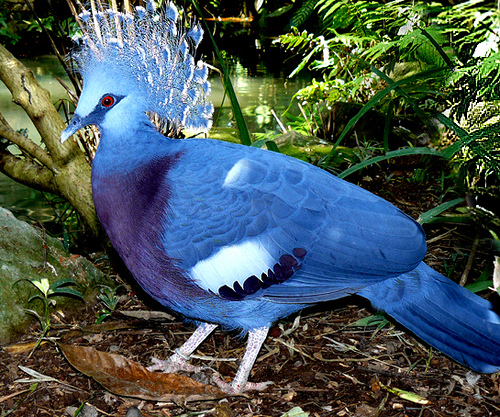 Victoria Crowned Pigeon - General view