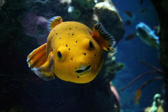 Oceanarium in Lisbon, Portugal - Yellow Fish
