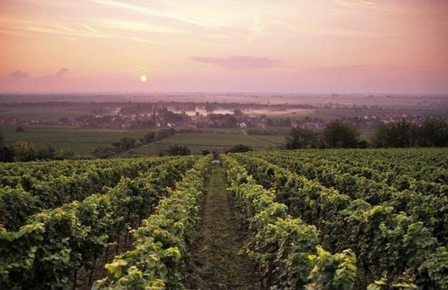 France - Famous French vineyards