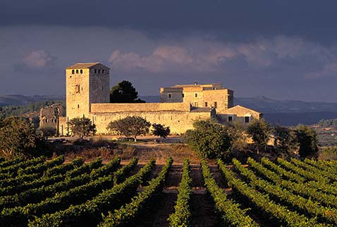 Spain - Vineyards in Spain