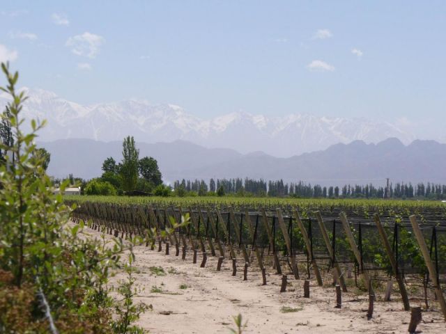 Argentina - Vineyards in Argentina