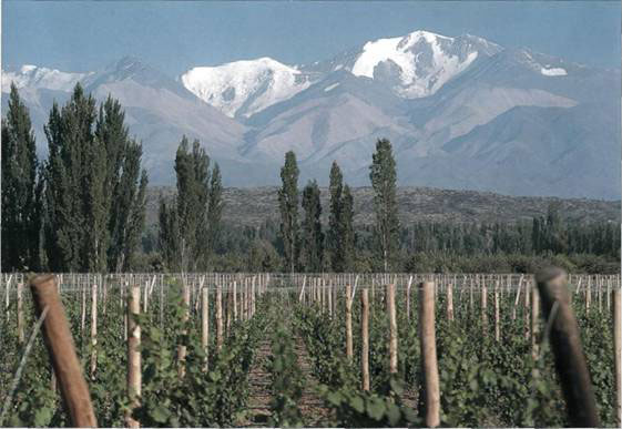 Argentina - Vineyards