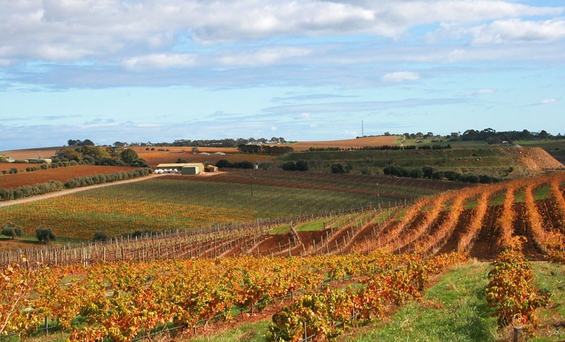 Australia - Australian vineyards