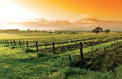 Australia - Extensive vineyards