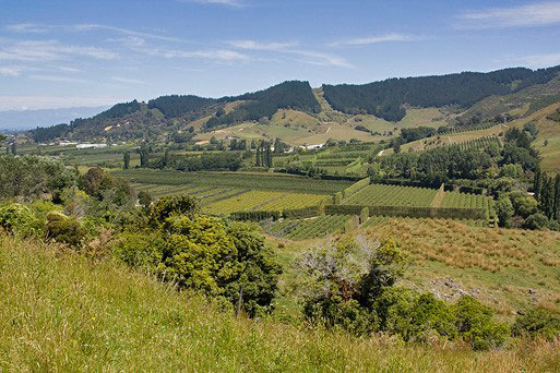 New Zealand - Vineyards