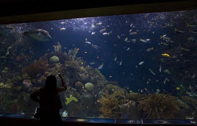 The Aquarium in Valencia, Spain - Marine life
