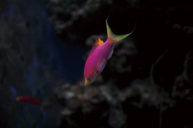 The Okinawa Churaumi Aquarium, Japan - Fish in the Churaumi Aquarium