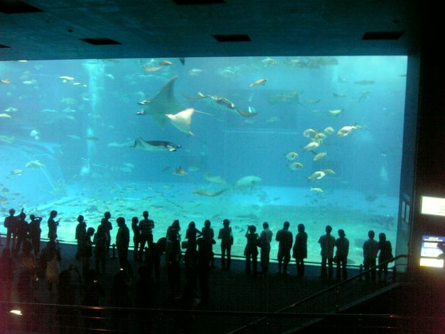 The Okinawa Churaumi Aquarium, Japan - Rich marine life