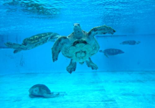 The Okinawa Churaumi Aquarium, Japan - Sea Turtles