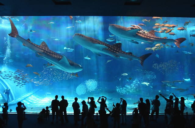 The Okinawa Churaumi Aquarium, Japan - Whale Sharks