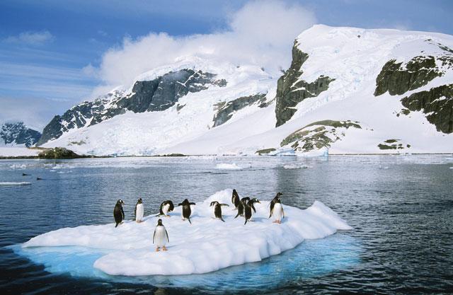 Antarctica - King penguins
